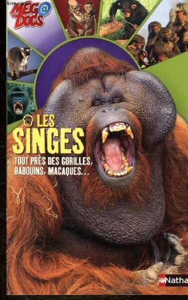 LES SINGES - TOUT PRES DES GORILLES, BABOUINS, MACAQUES.