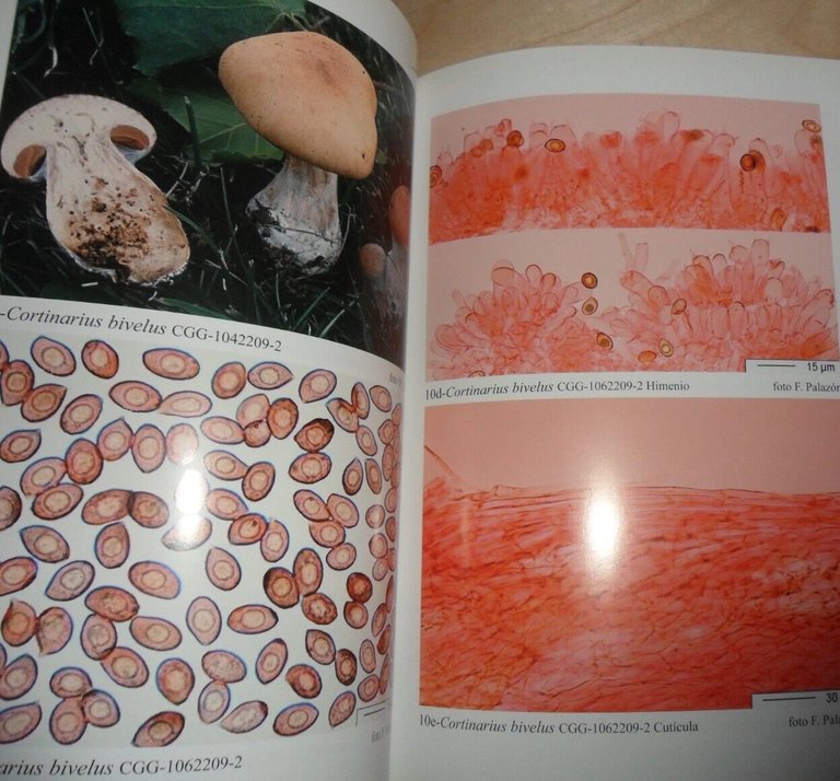 Fungi non delineati. Cortinarius: Ibero-insulares 1