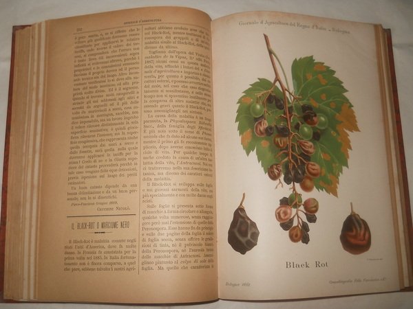 Giornale di Agricoltura Industria Commercio del regno d'Italia - 1888
