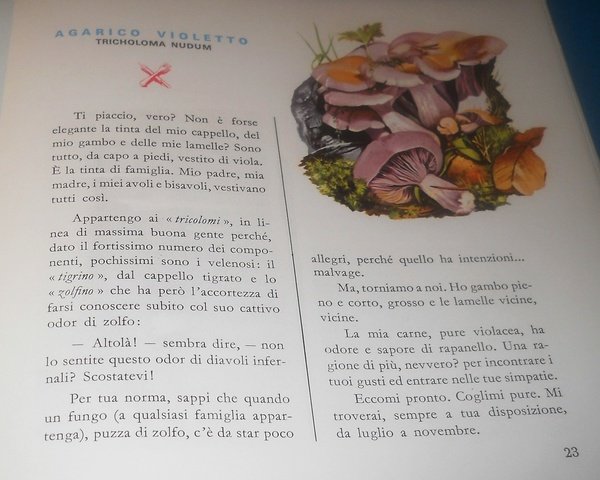 Il fungo
