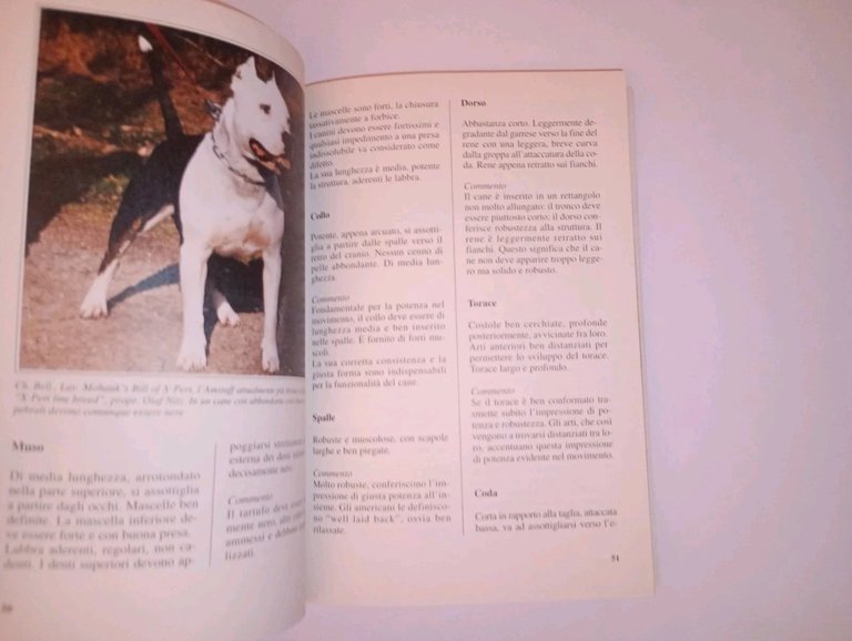 lo staffordshire bull terrier e l'american staffordshire terrier