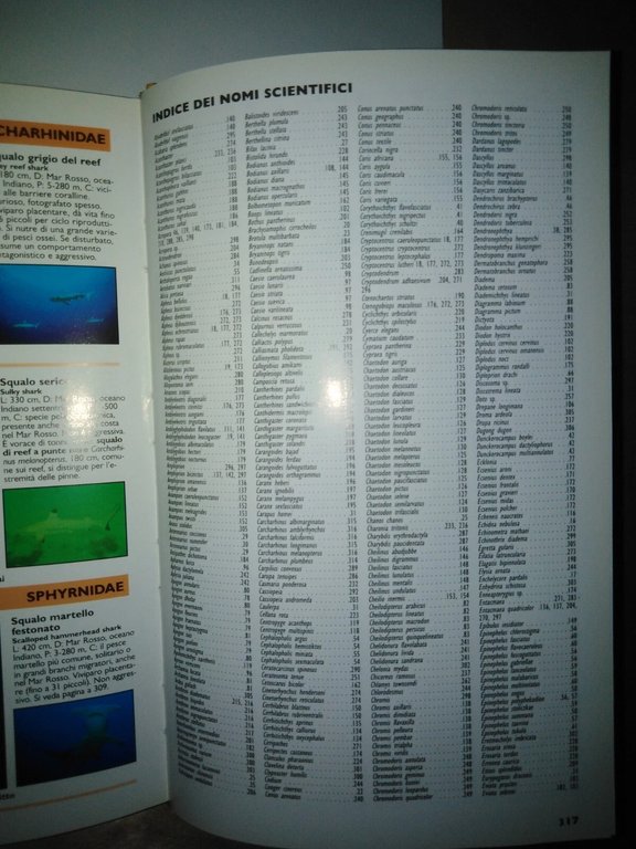 Mar Rosso. Guida alla fauna corallina