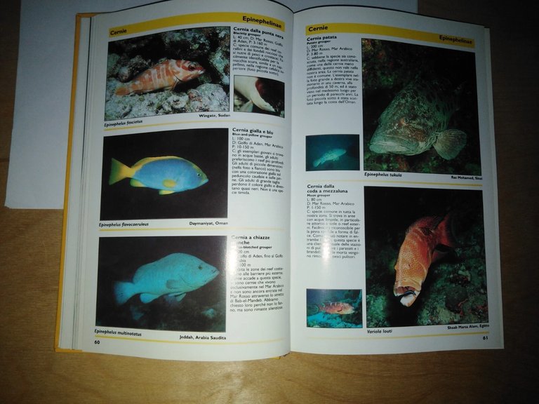 Mar Rosso. Guida alla fauna corallina