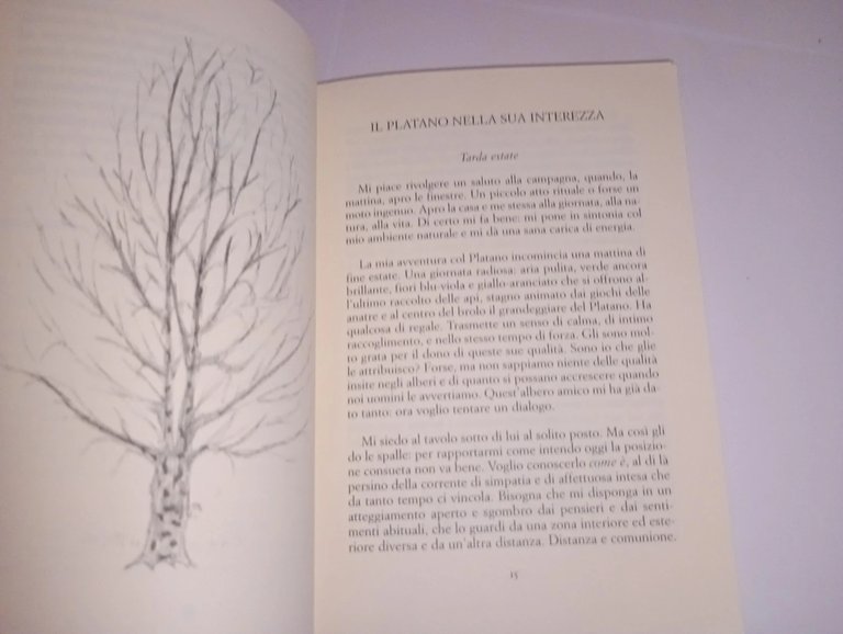 Meditazioni dentro un platano | Immagine Gallery 7
