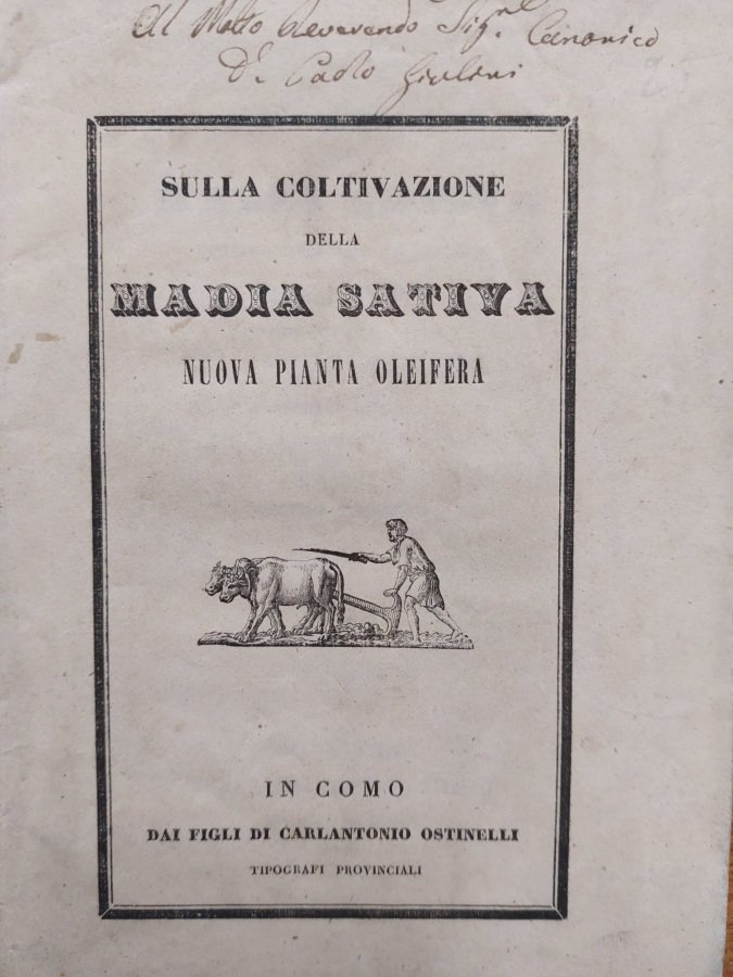 Sulla coltivazione della madia sativa, nuova pianta oleifera. Relazione diretta …