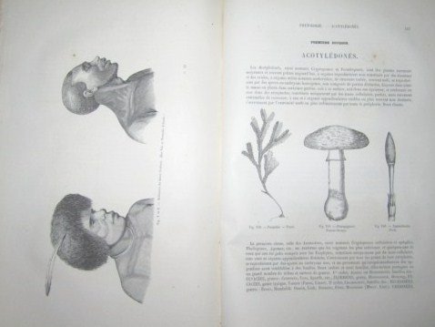 Encyclopédie d'Histoire Naturelle ou Traité complet de cette Science d'après …