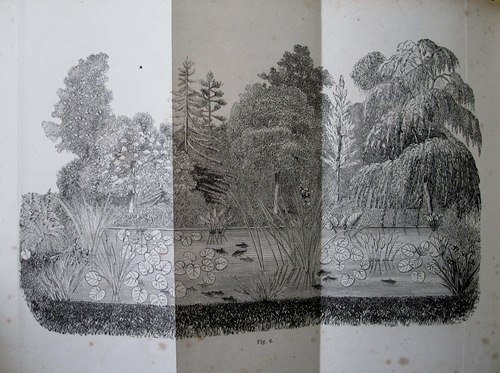 Culture des Plantes aquatiques.