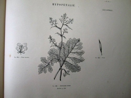 Album de Botanique. Herbier.