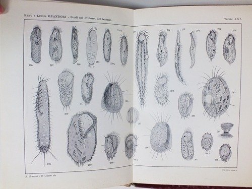 Studi sui Protozoi del terreno