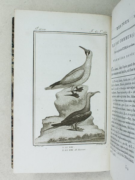 Histoire Naturelle des Oiseaux, par Leclerc de Buffon. Tome Vingt-Quatrième …