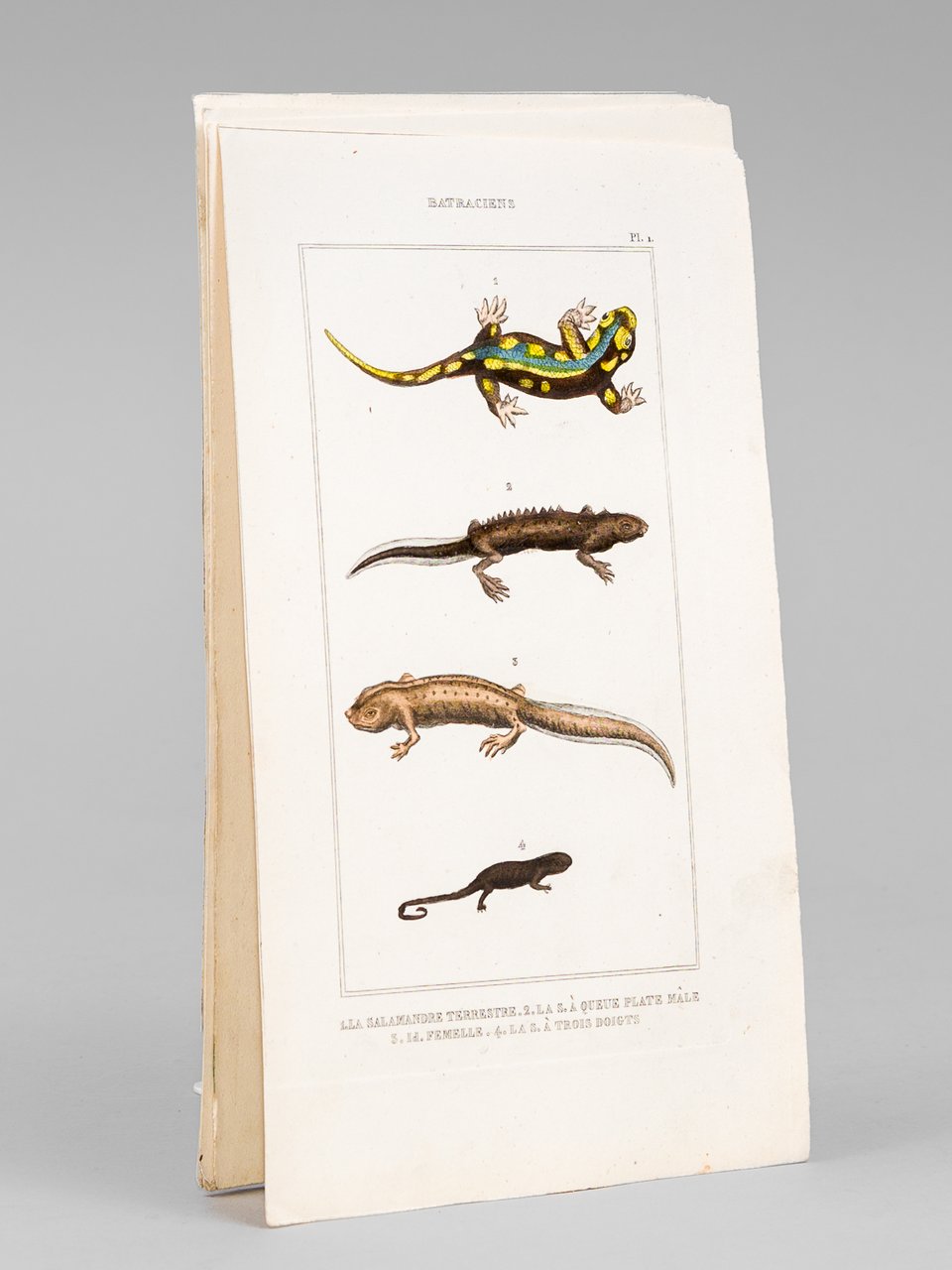 Batraciens [ Lot de 6 planches coloriées au pinceau ] …