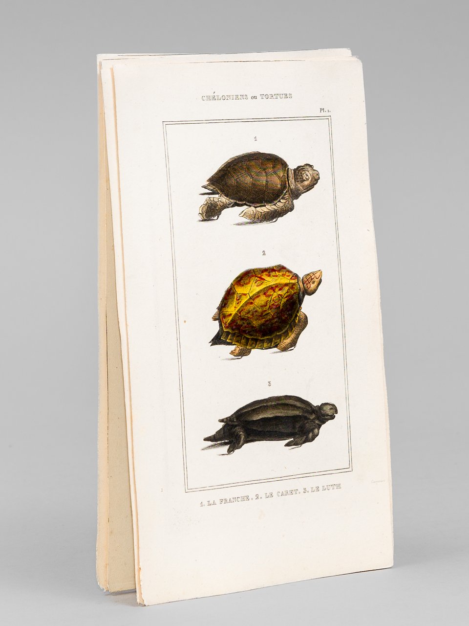 Chéloniens ou Tortues [ Lot de 5 planches coloriées au …