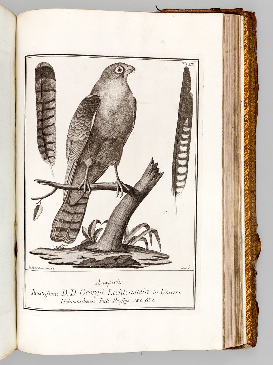 Deliciae Florae et Faunae Insubricae (3 Tomes - Complet) [Edition …