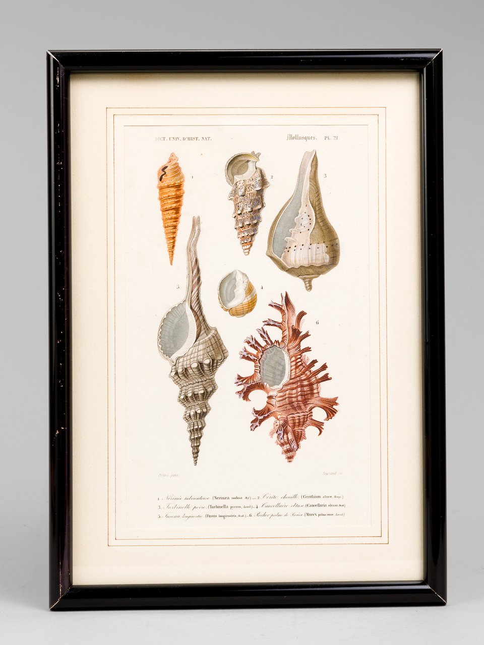 Mollusques. Planche 21 : Nérinée tuberculeuse - Cérite chenille - …