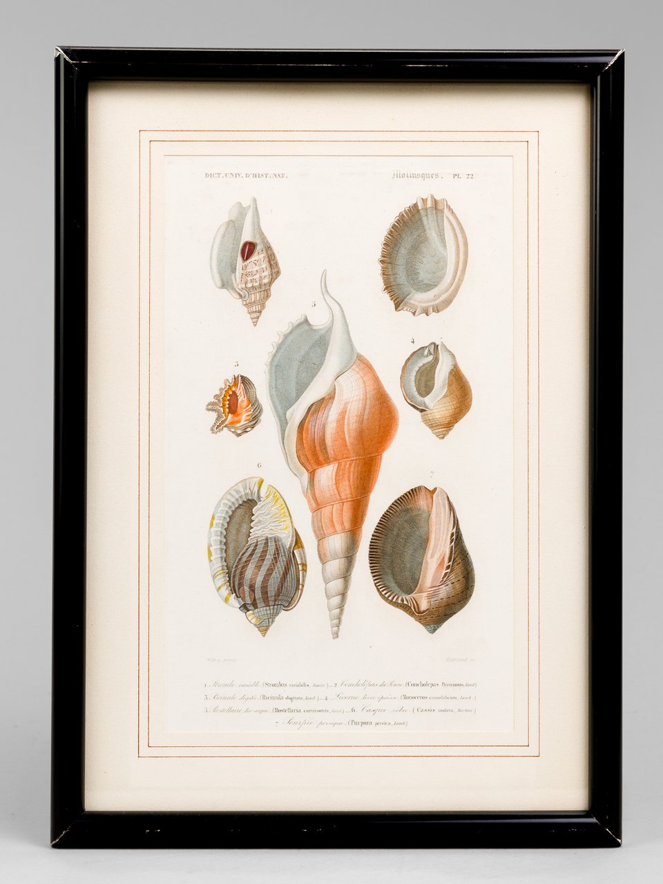 Mollusques. Planche 22 : Strombe variable - Concholépas du Pérou …