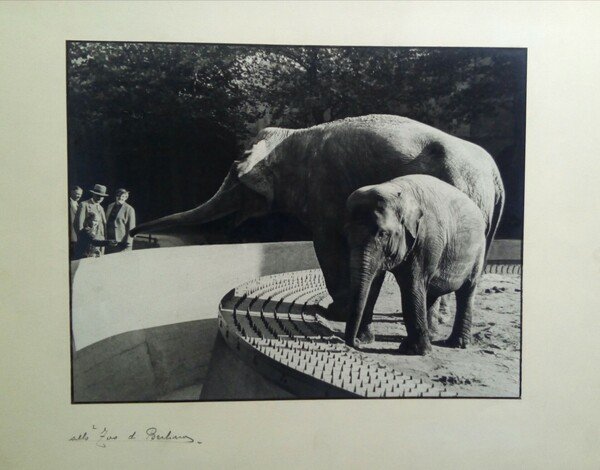 Fotografia originale "allo Zoo di Berlino" di Pietro Bertolone anni …