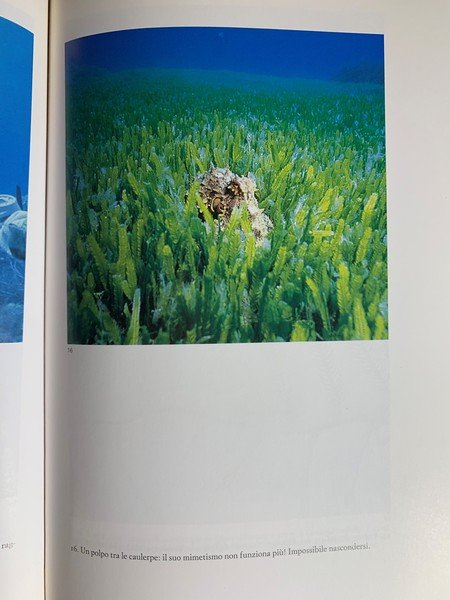L'alga «assassina». Caulerpa taxifolia: un attentato alla biodiversità del Mediterraneo
