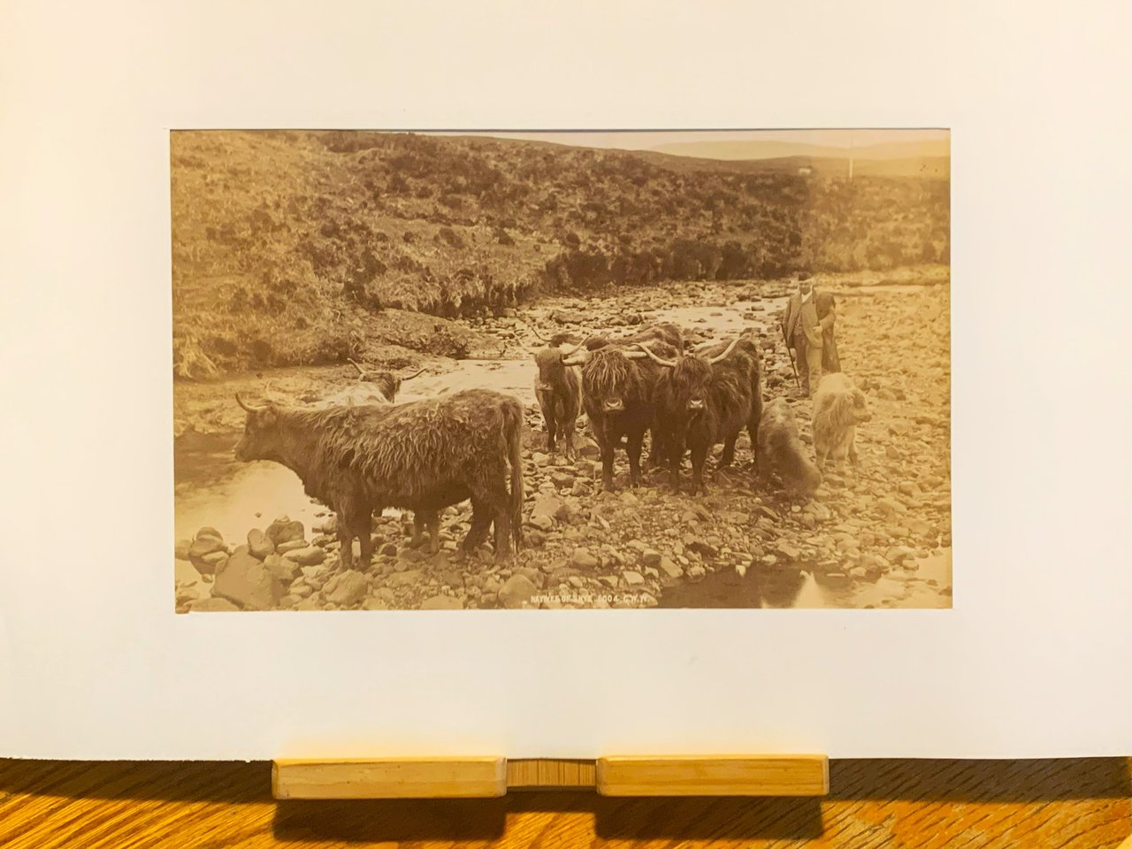 Albumina originale Natives of SKYE