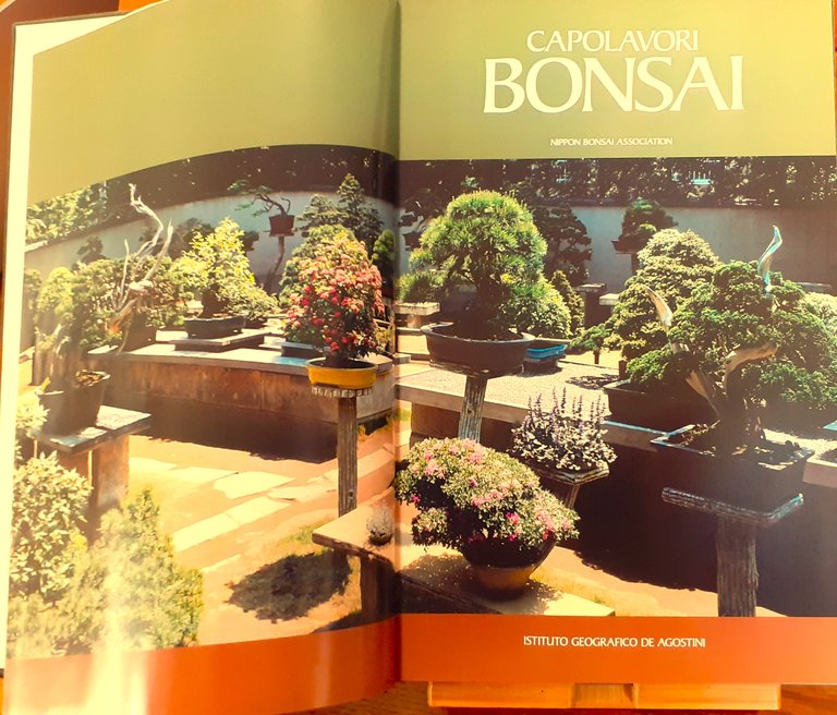 Capolavori bonsai