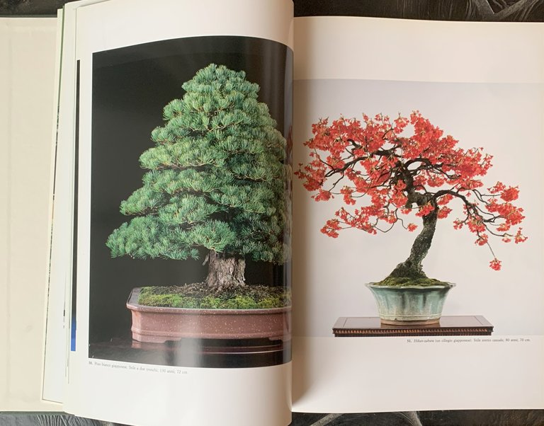 Capolavori bonsai