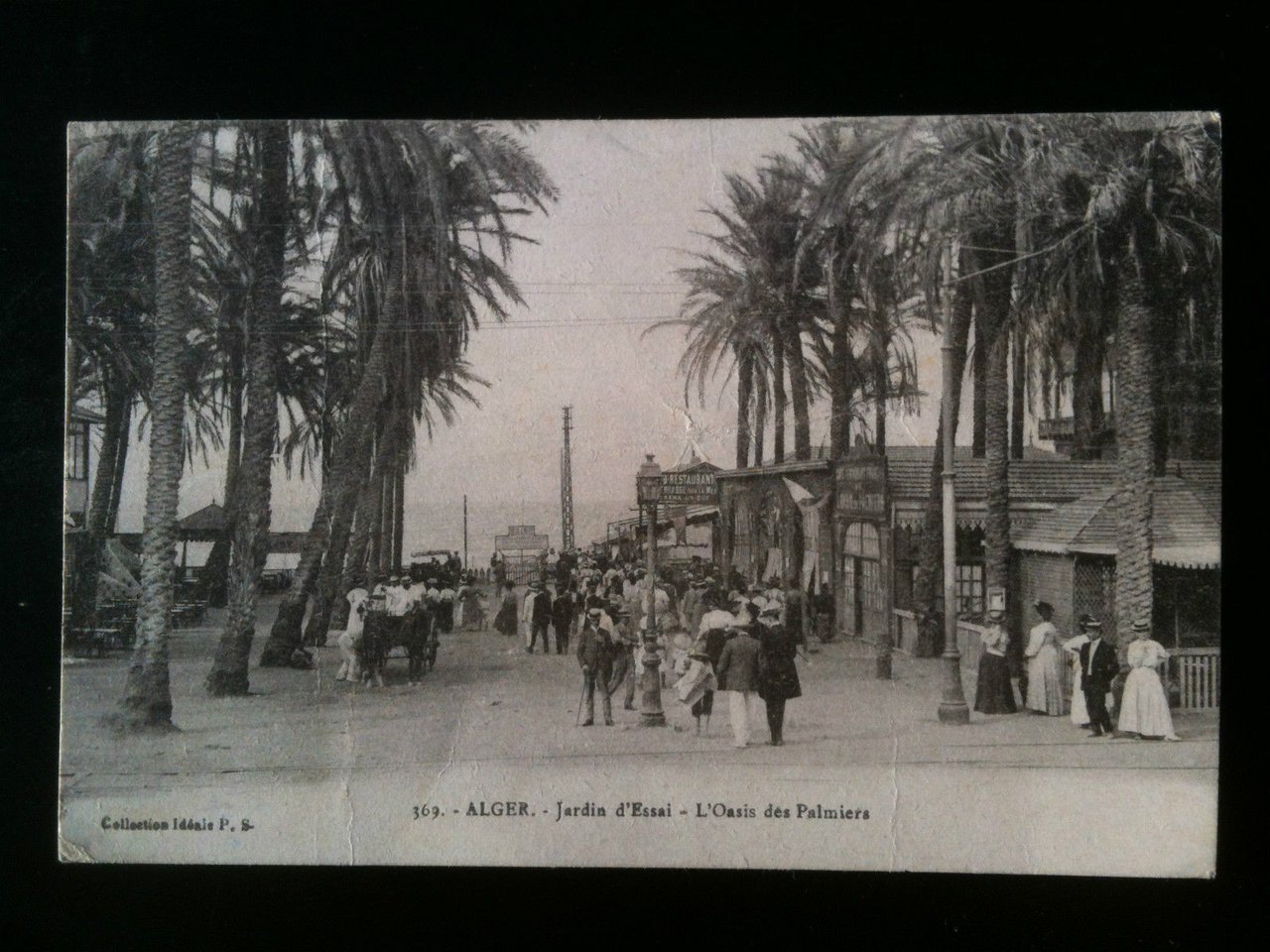 Cartolina Carte postale inizi '900 Algeria Alger Jardin d'Essai - …