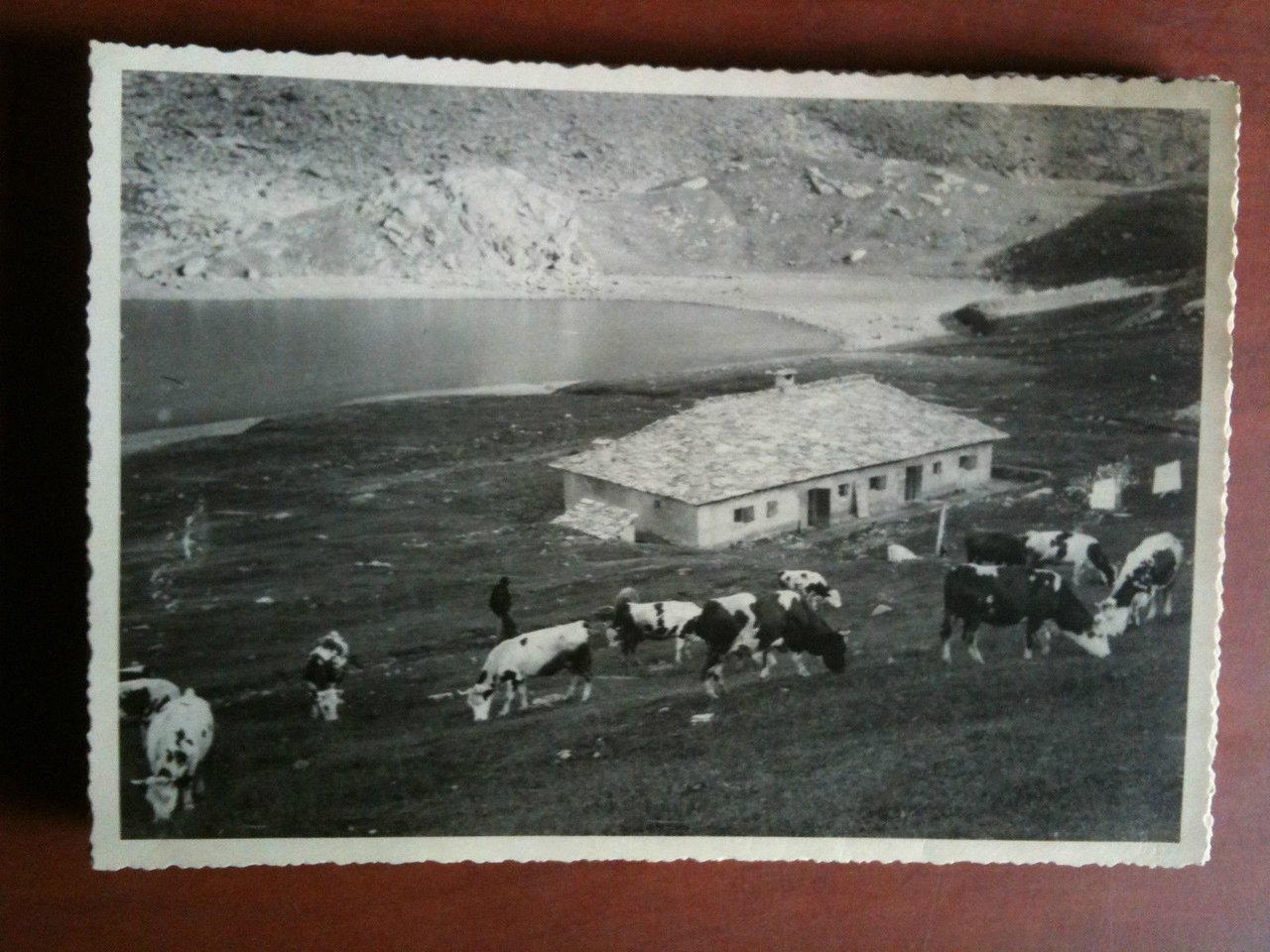 Cartolina fotografia vera anni '30 Mucche al pascolo in montagna …