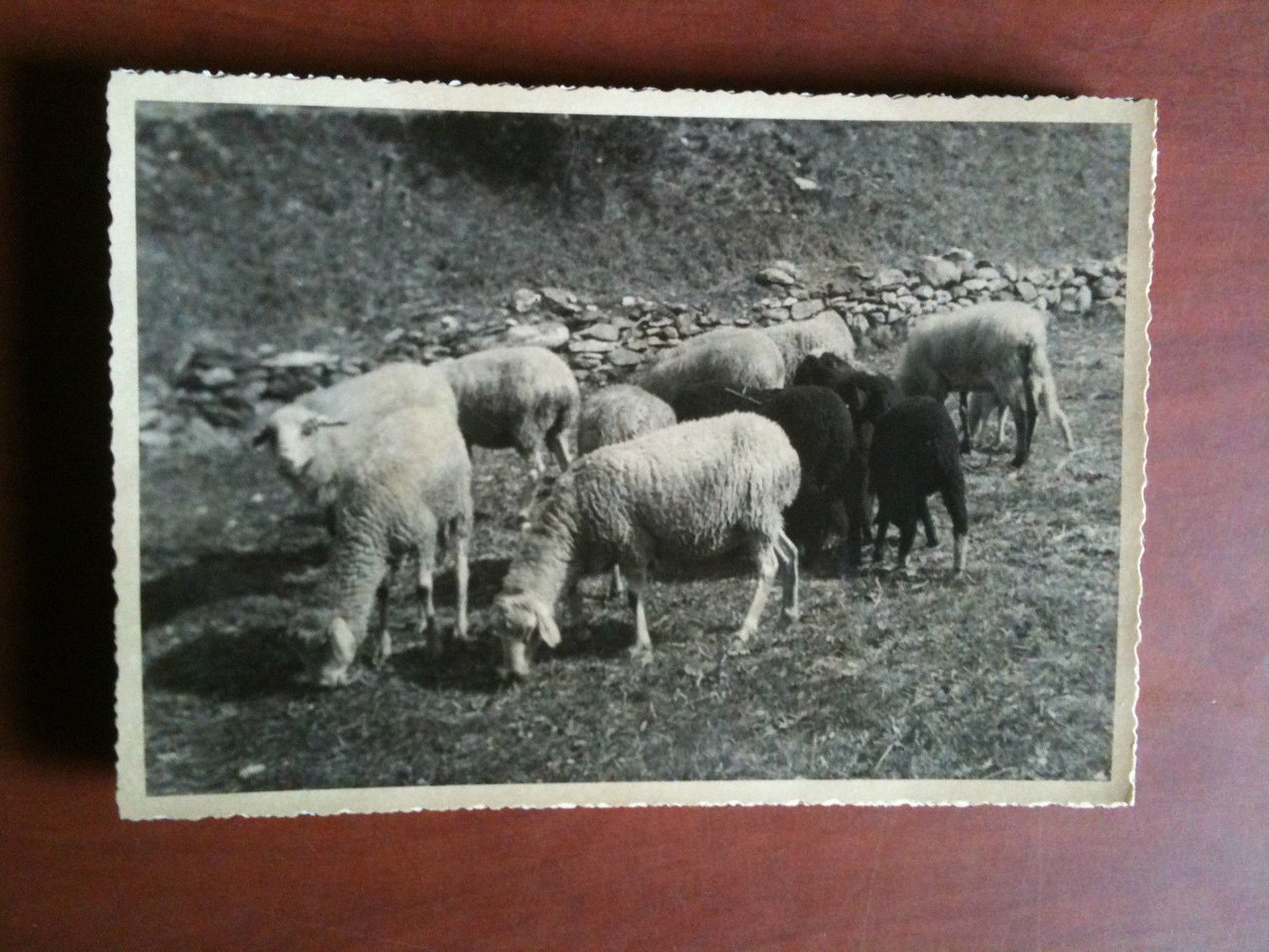 Cartolina fotografia vera anni '30 Pecore al pascolo