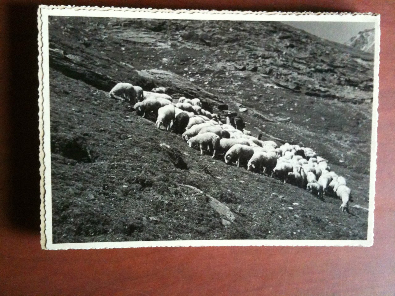 Cartolina fotografia vera anni '30 Pecore al pascolo in montagna