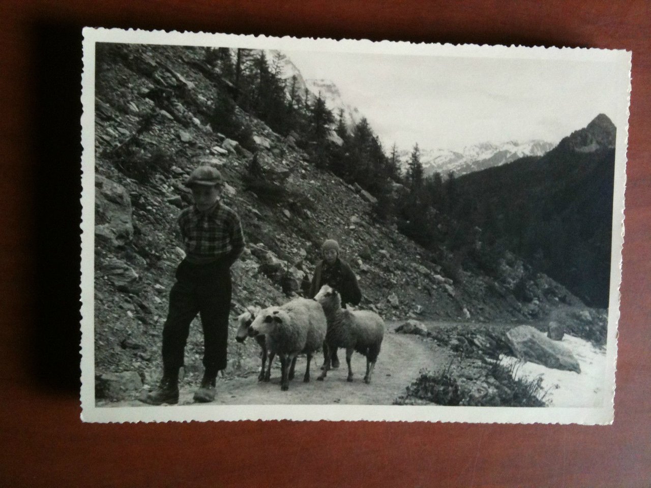 Cartolina fotografia vera anni '30 Pecore in montagna con pastorelli
