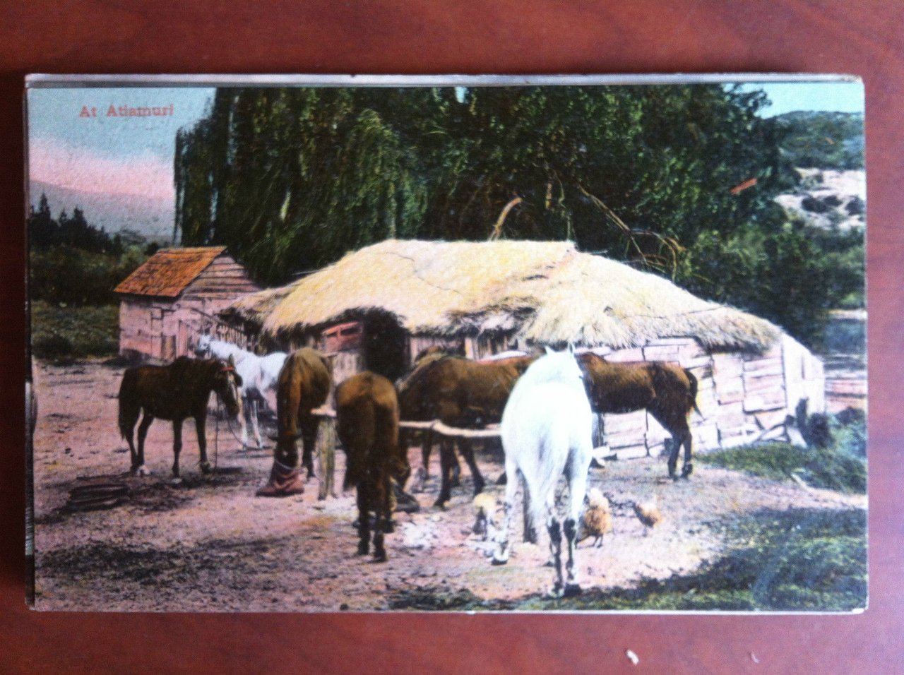 Cartolina inizi '900 New Zealand At Attamuri - non viaggiata …