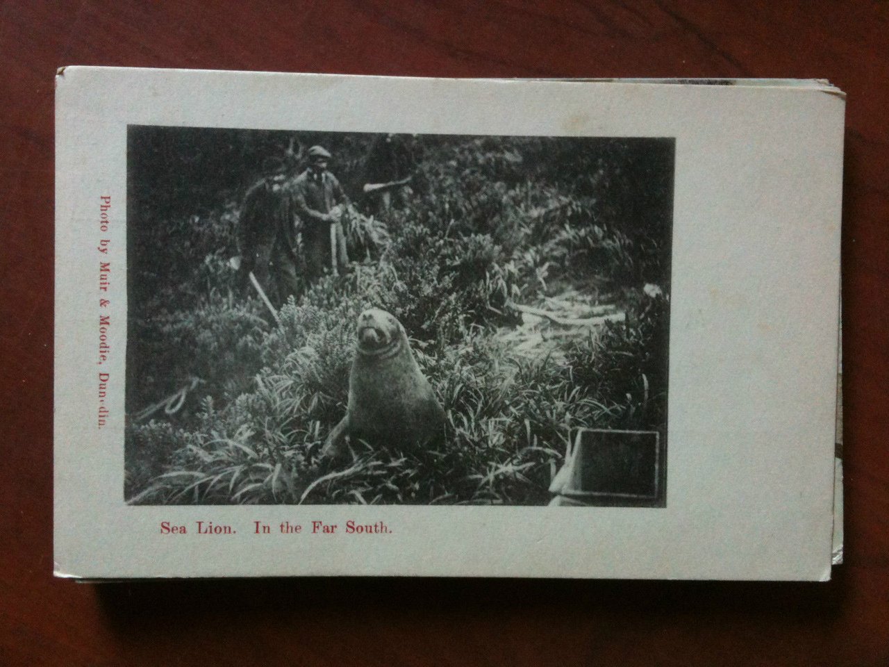 Cartolina Postcard inizi '900 Australia Sea Lion in the Far …