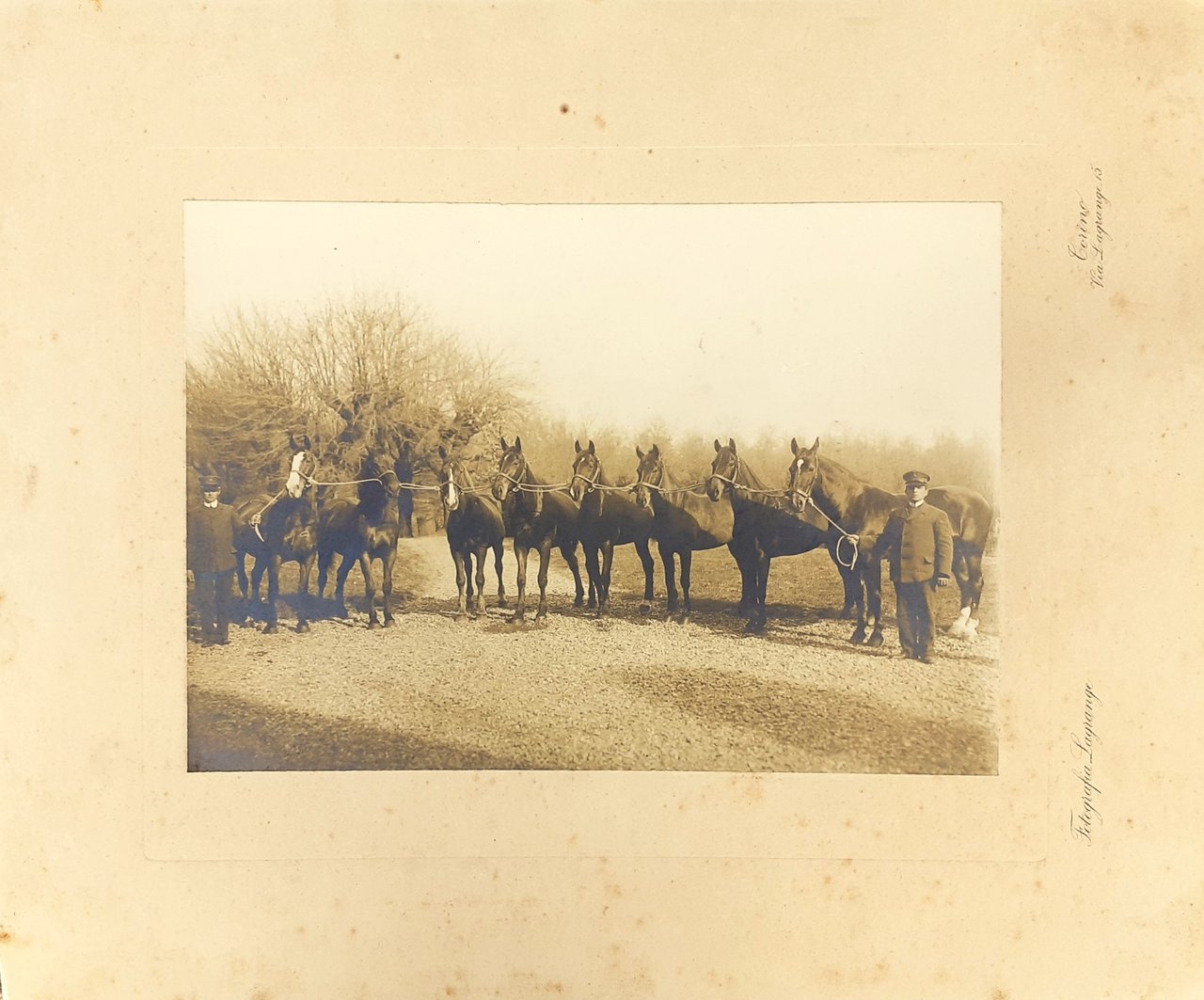 Fotografia Lagrange originale ai sali d'argento inizi '900 Esposizione Cavalli