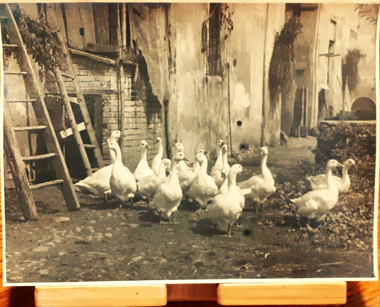 Fotografia originale al Gerbido (Torino) agosto 1947 - fotografo G. …