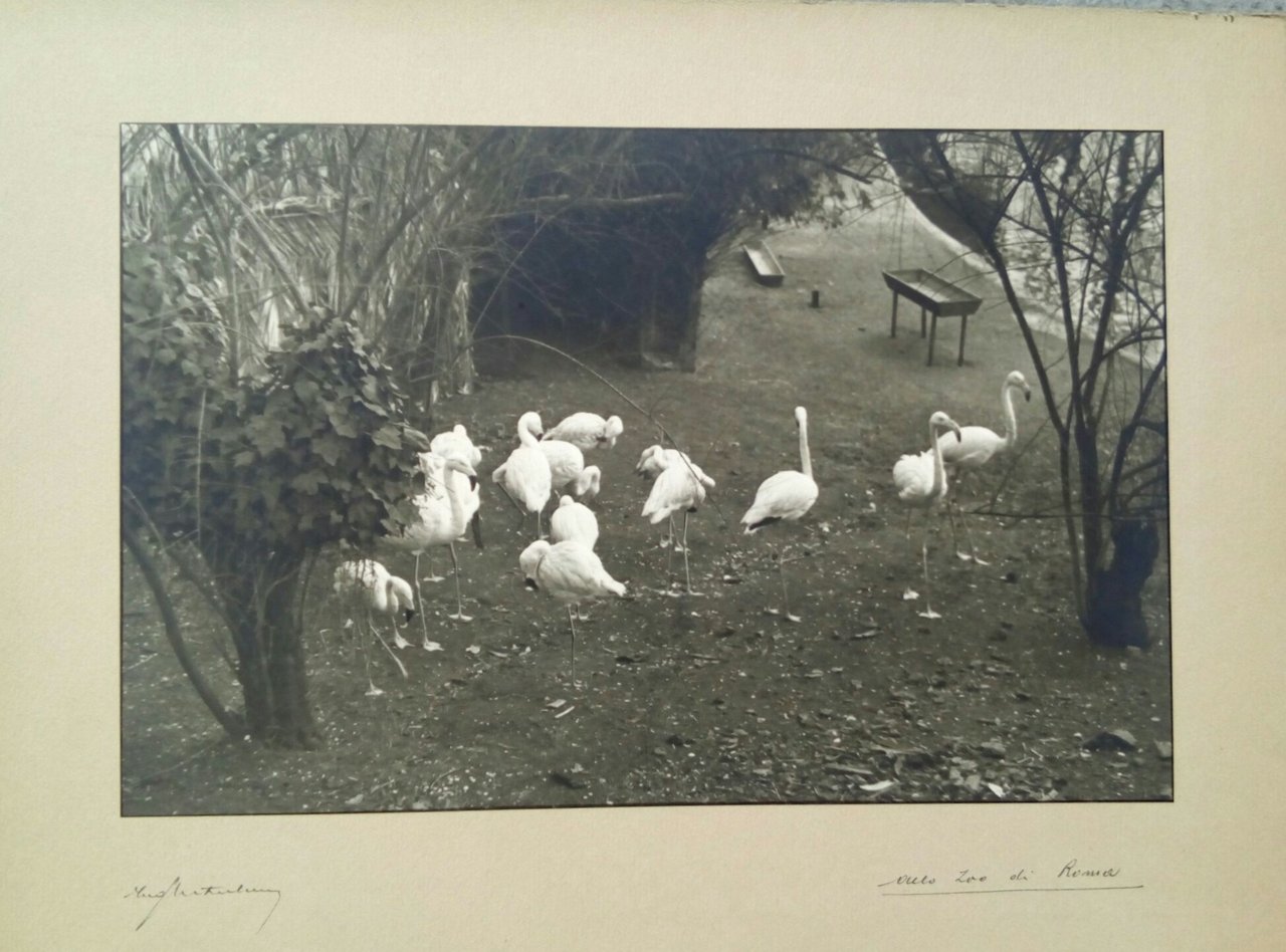 Fotografia originale di Pietro Bertolone anni ' 30/40