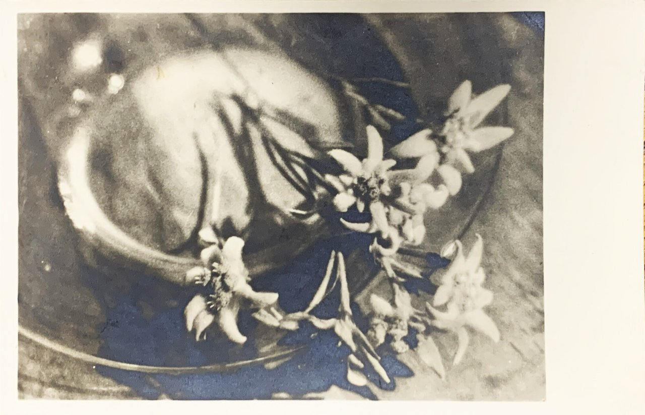 Fotografia originale stelle alpine 1943