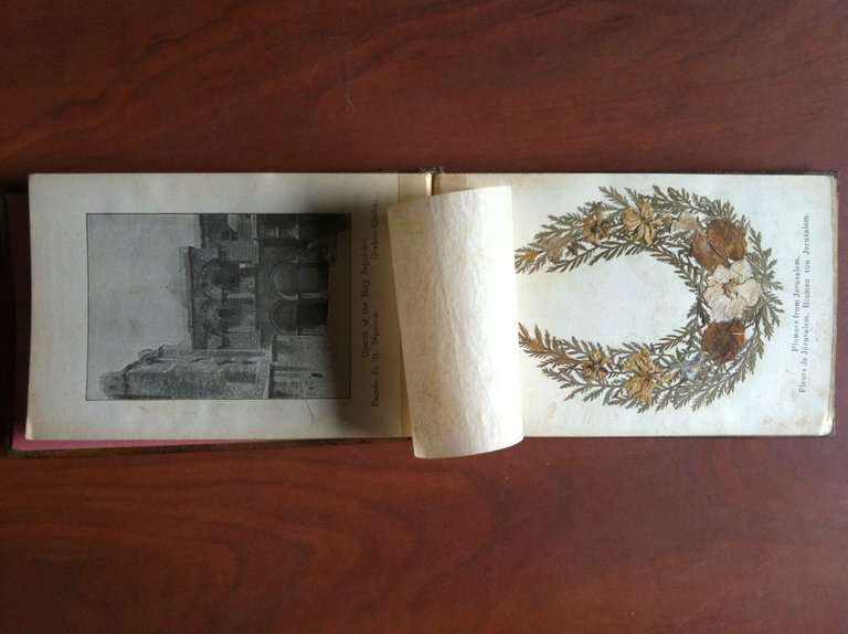 Jerusalem Flowers of the Holy Land - E11112