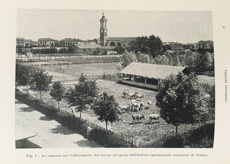 L'allevamento bovini all'aperto