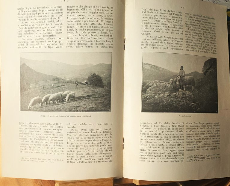 Le pecore piemontesi