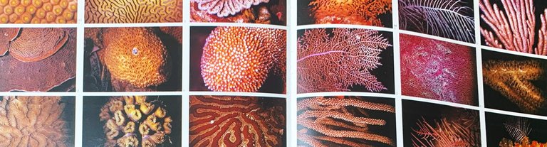 Paradis Sous-Marin des Caraibes