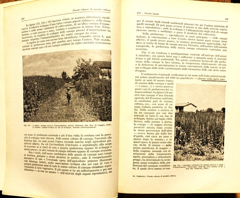 Piante erbacee di grande coltura | Immagine Gallery 2