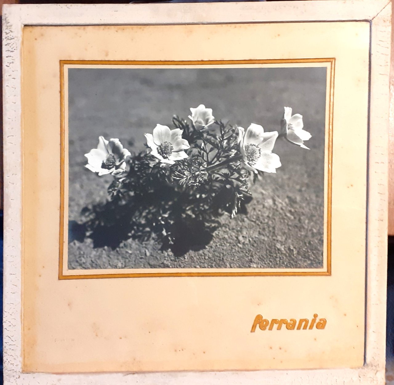 Pubblicità Ferrania con foto originale applicata anni '50