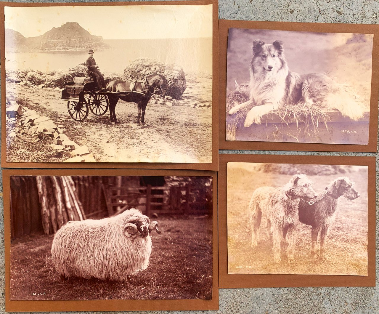 quattro albumine scozzesi