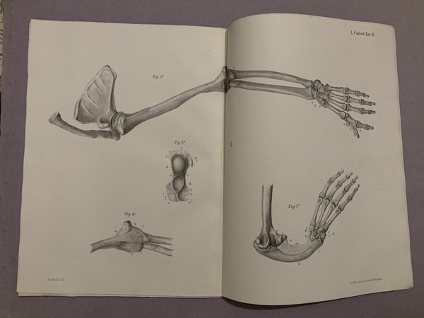 Storia ed anatomia di un ectrodattilo umano adulto fatte dal …