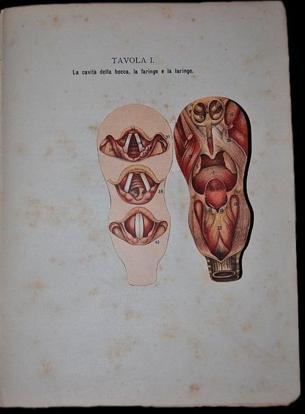 I nostri sensi. Nozioni elementari di Anatomia e Fisiologia chiaramente …