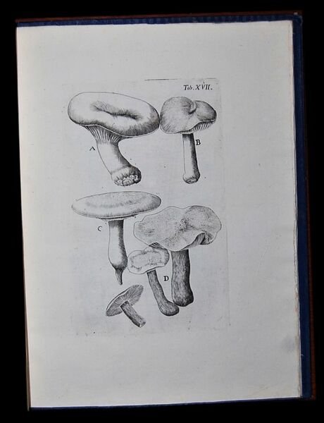 Fungorum agri Ariminensis historia a J. Antonio Battarra lynceo restituto …