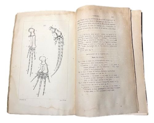 La Theorie Darwinienne et la Creation dite independante, Lettre A. …
