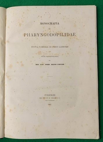 Monografia dei Pharyngodopilidae, nuova famiglia di pesci labroidi, Studi Paleontologici …