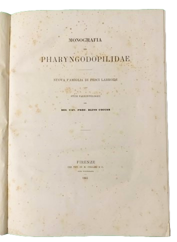 Monografia dei Pharyngodopilidae, nuova famiglia di pesci labroidi, Studi Paleontologici …