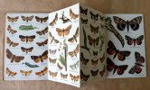 Petit Atlas des Papillons et des Chenilles. Tome II seul.