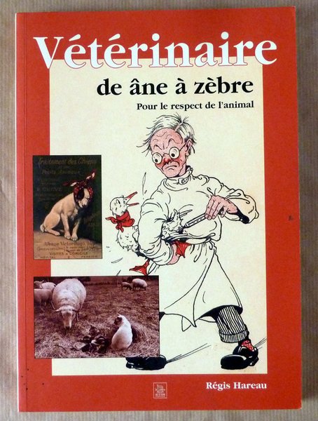 Vétérinaire de âne à zèbre. Pour le respect de l'animal.